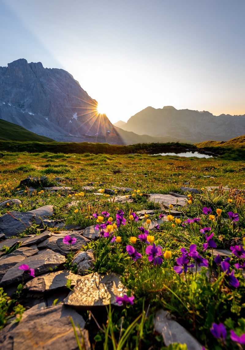 Photo by Damian Markutt purple petaled flowers near mountain